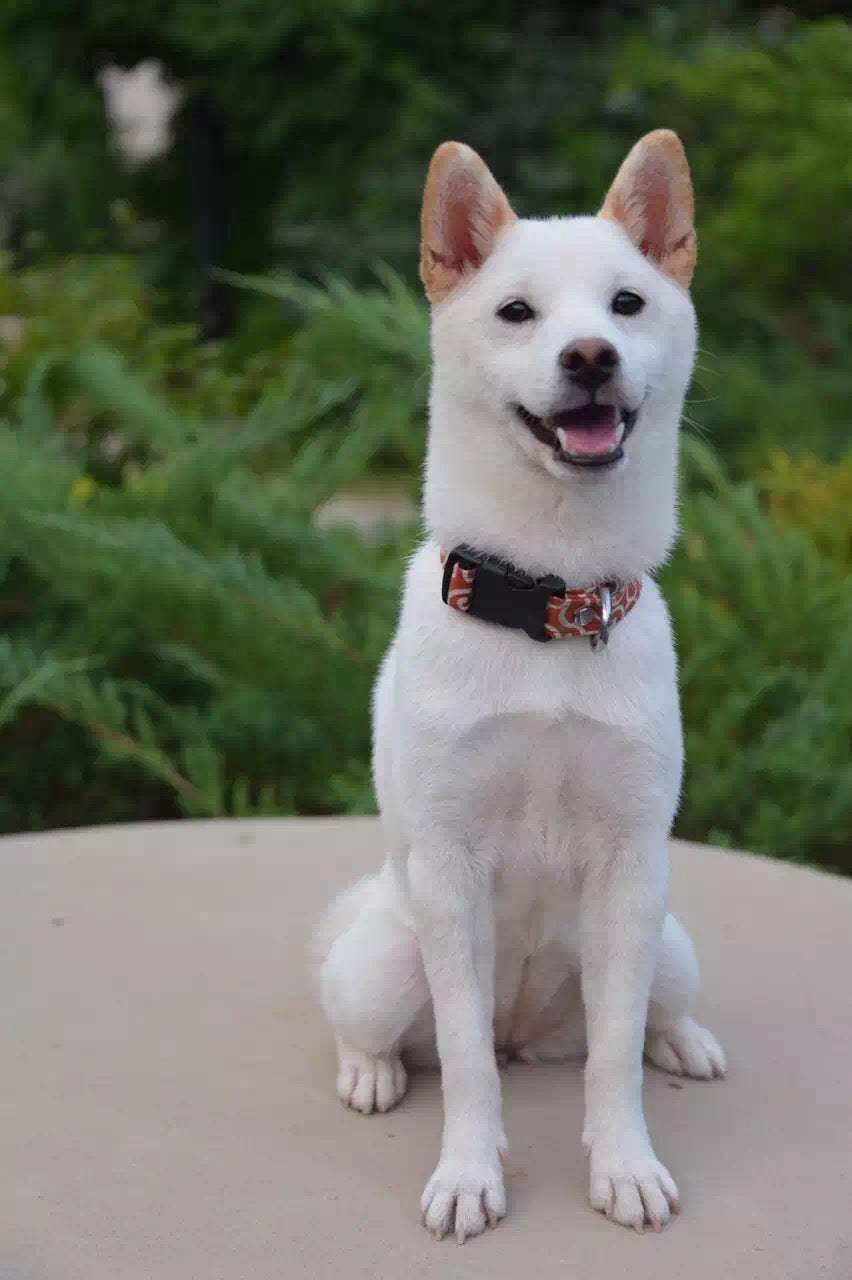Tang grass pattern collar